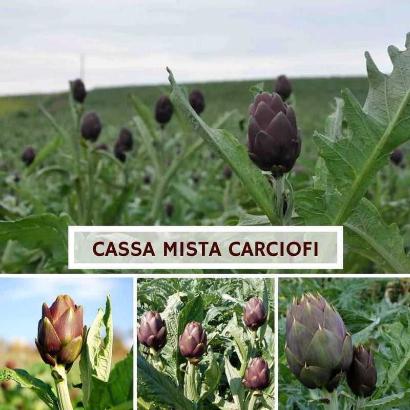 Cassa Mista Carciofi Varietà Violetto Thema e Spinoso - 16 Pezzi