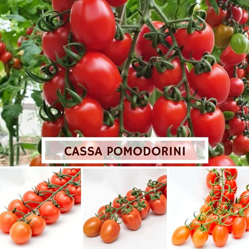 Cassa Pomodorini Midi Plum Ciliegino Datterino - Confezione da 4,5 kg