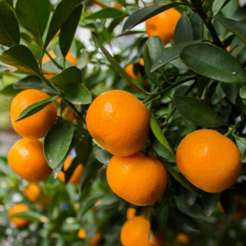 Mandarini Tardivi di Ciaculli Biologici - Cassa da 9 kg