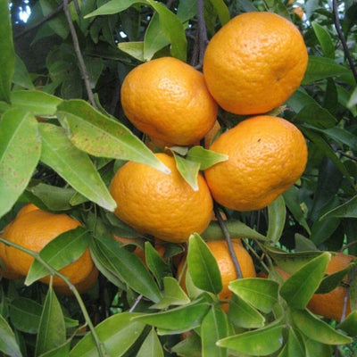 Mandarini Biologici Avana - Cassa da 9 kg