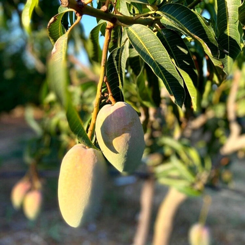 Mango Coltivato in Sicilia - Cassa da 6 e da 8 Frutti
